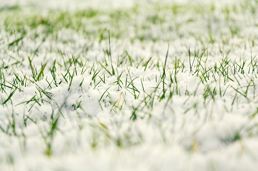 It's important to winterize your lawn for healthy grass.