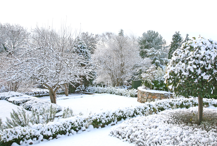 winter lawn tips
