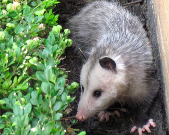 Opossum in a backyard