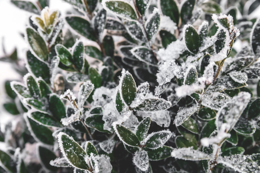 Winter lawn and plant care